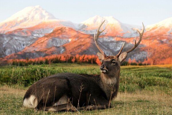 Proud deer on the background of mountains