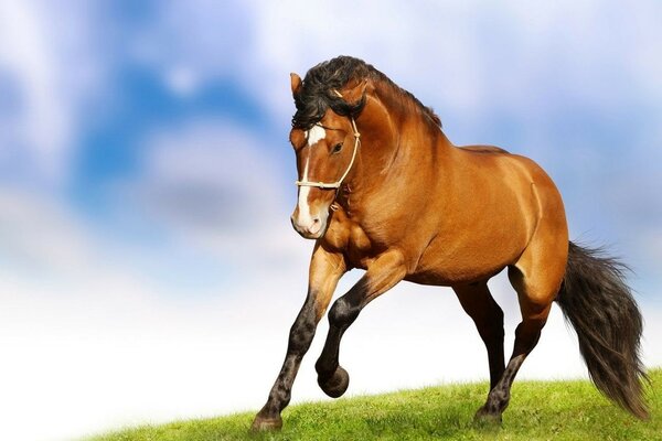 Mammals beautiful brown horse