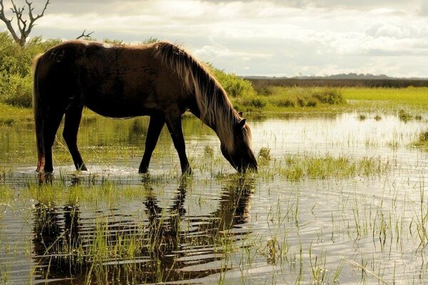 Das Pferd kam zum morgendlichen Wasserloch