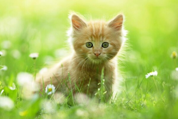 Mignon chaton Rousse sur l herbe verte