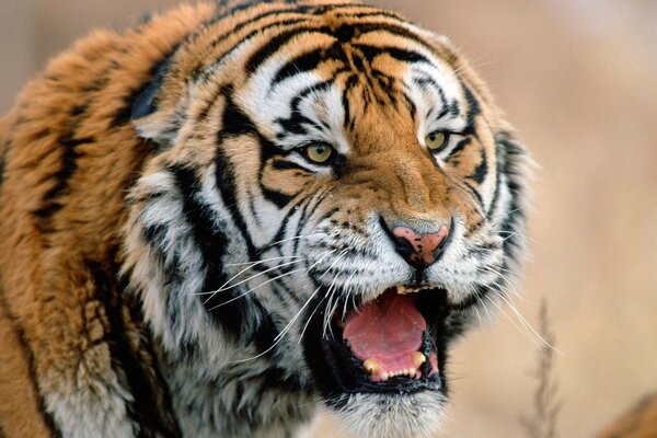 Angry tiger looks into the distance