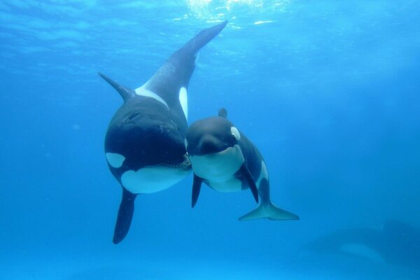 Swimming killer whales in blue water