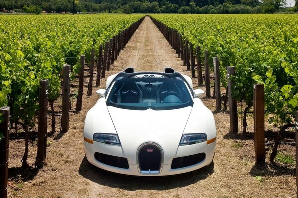 Weißer Bugatti-Sportwagen in den Weinbergen