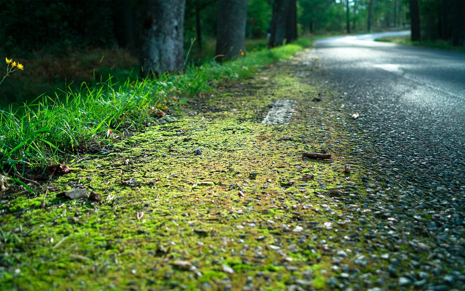 landscapes nature landscape leaf desktop flora moss grass water environment garden growth outdoors wood park rain summer color tree light