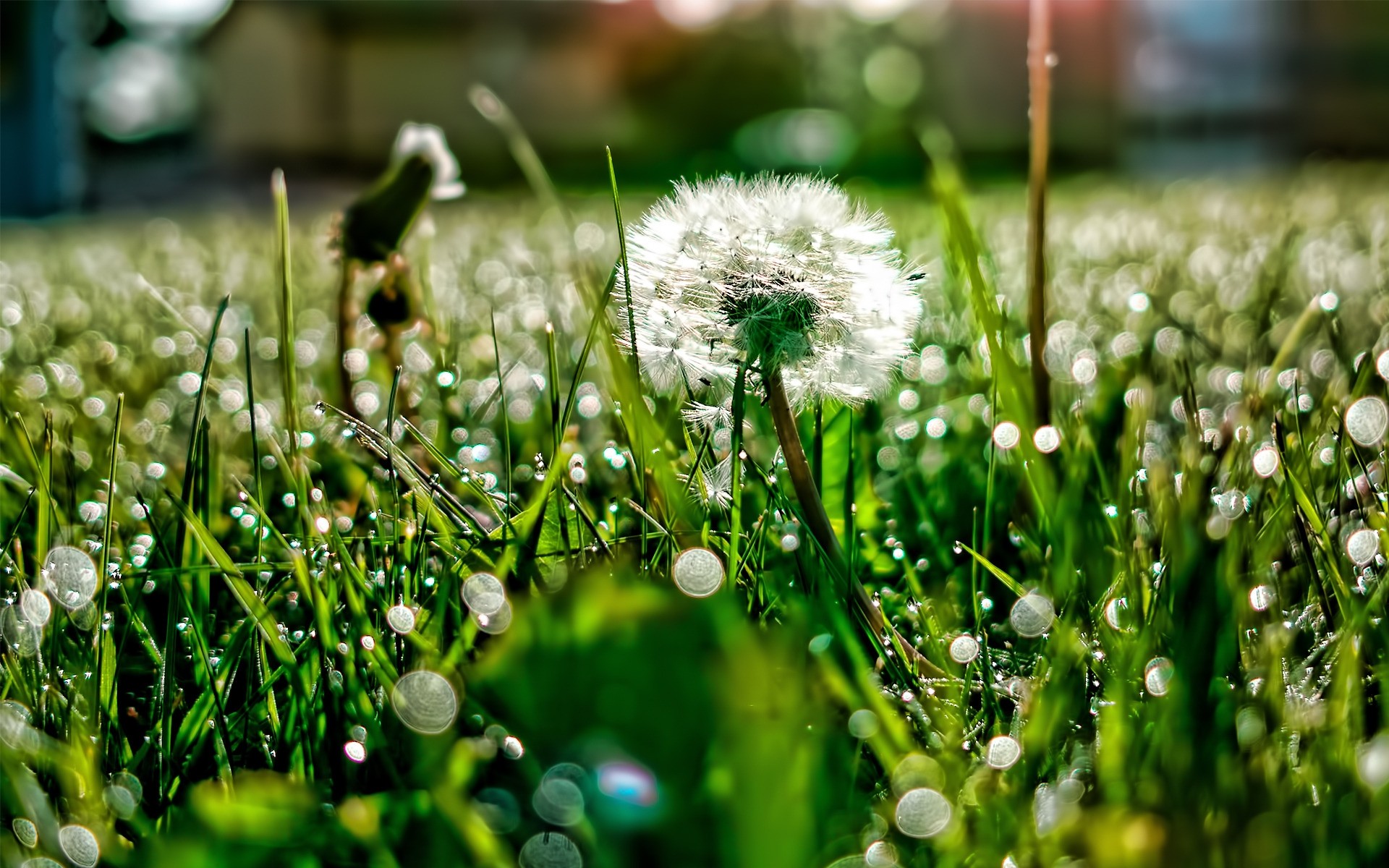 flowers grass nature summer field hayfield flora sun dawn fair weather garden growth leaf lawn outdoors flower rain environment rural landscape