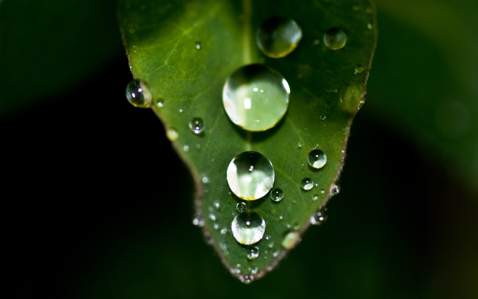 plantas orvalho chuva gota gotas folha molhado gotas água pureza natureza flora jardim ambiente close-up gotas