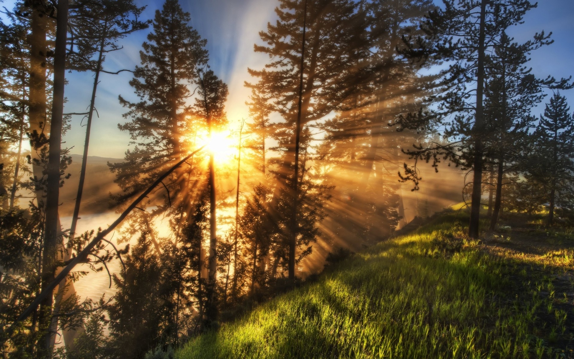 paisagens árvore paisagem natureza madeira amanhecer sol bom tempo névoa outono temporada pinho ao ar livre névoa luz pôr do sol parque ambiente cênica brilhante céu floresta verde fundo