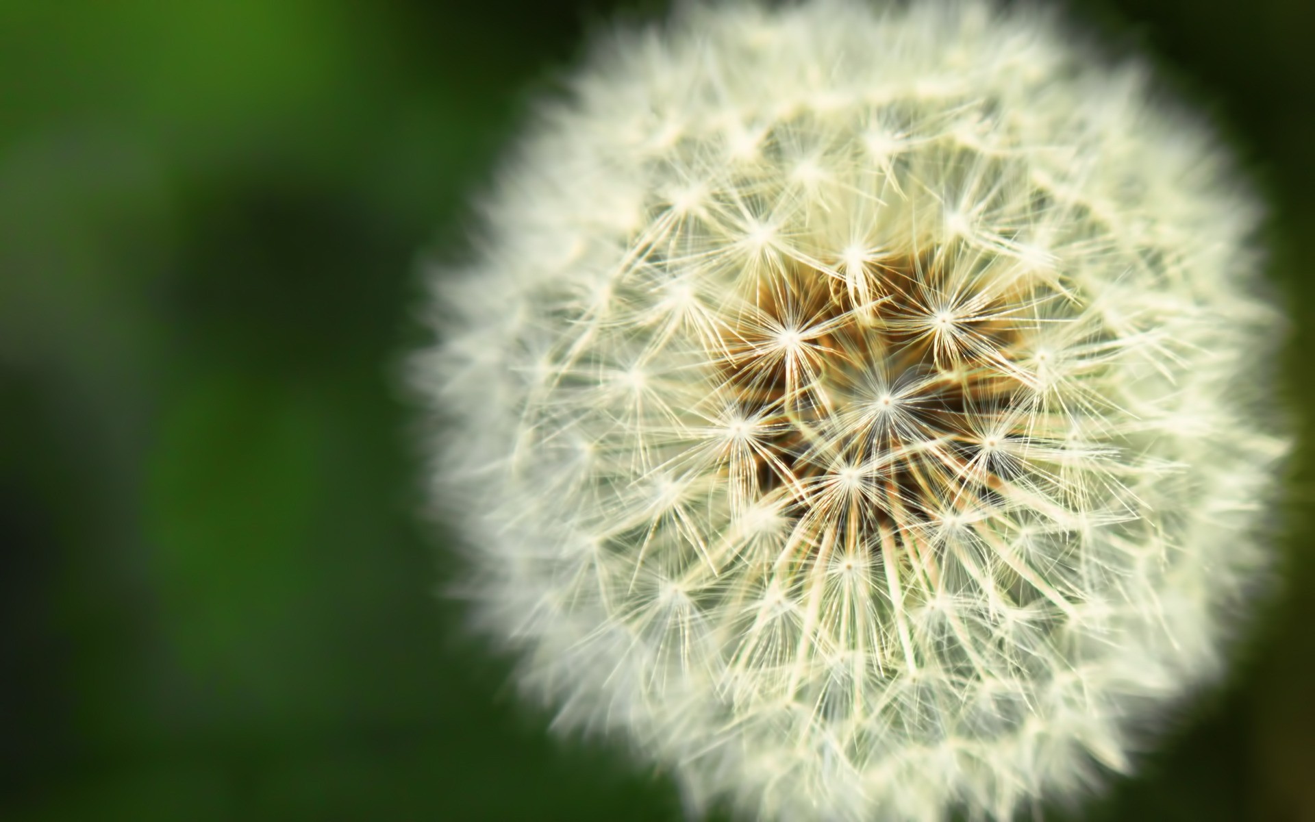 kwiaty mniszek lekarski nasiona flora wzrost natura kwiat lato dół ogród liść kolor trawa kwiatowy jasny roślin krajobrazy krajobraz