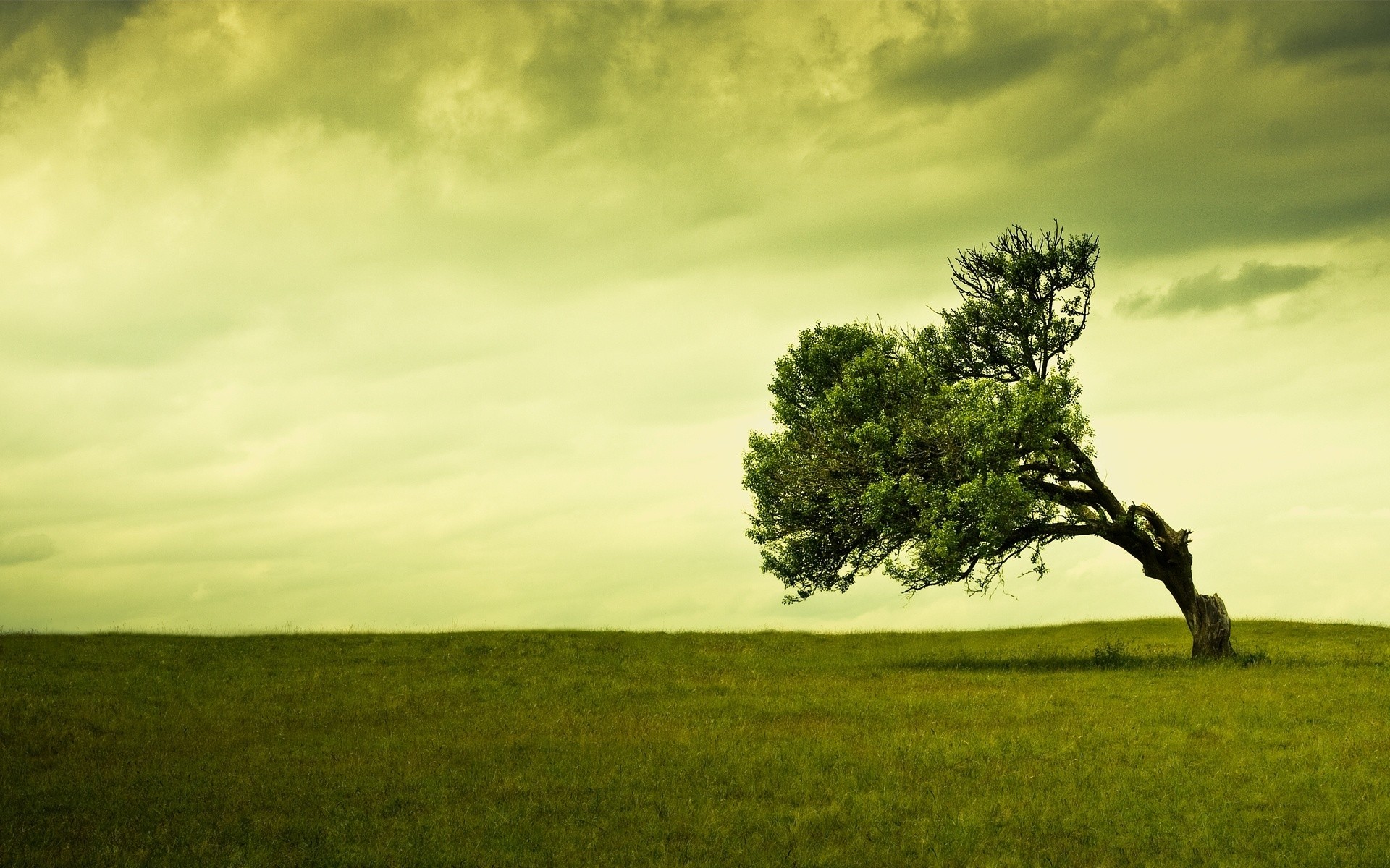 landscapes landscape tree dawn nature grass sunset fog sky outdoors sun field countryside