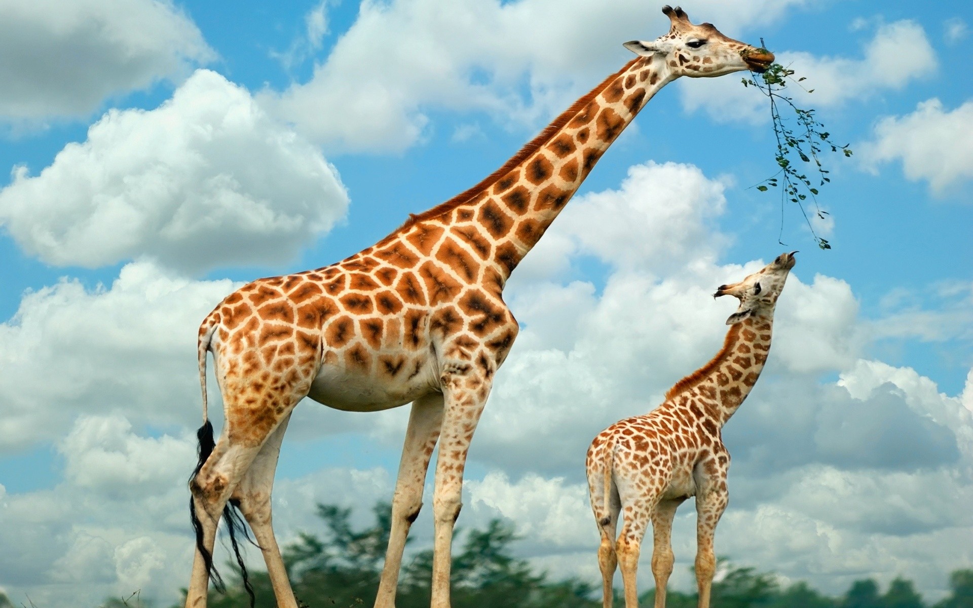 animais vida selvagem girafa mamífero natureza animal safari ao ar livre selvagem pescoço