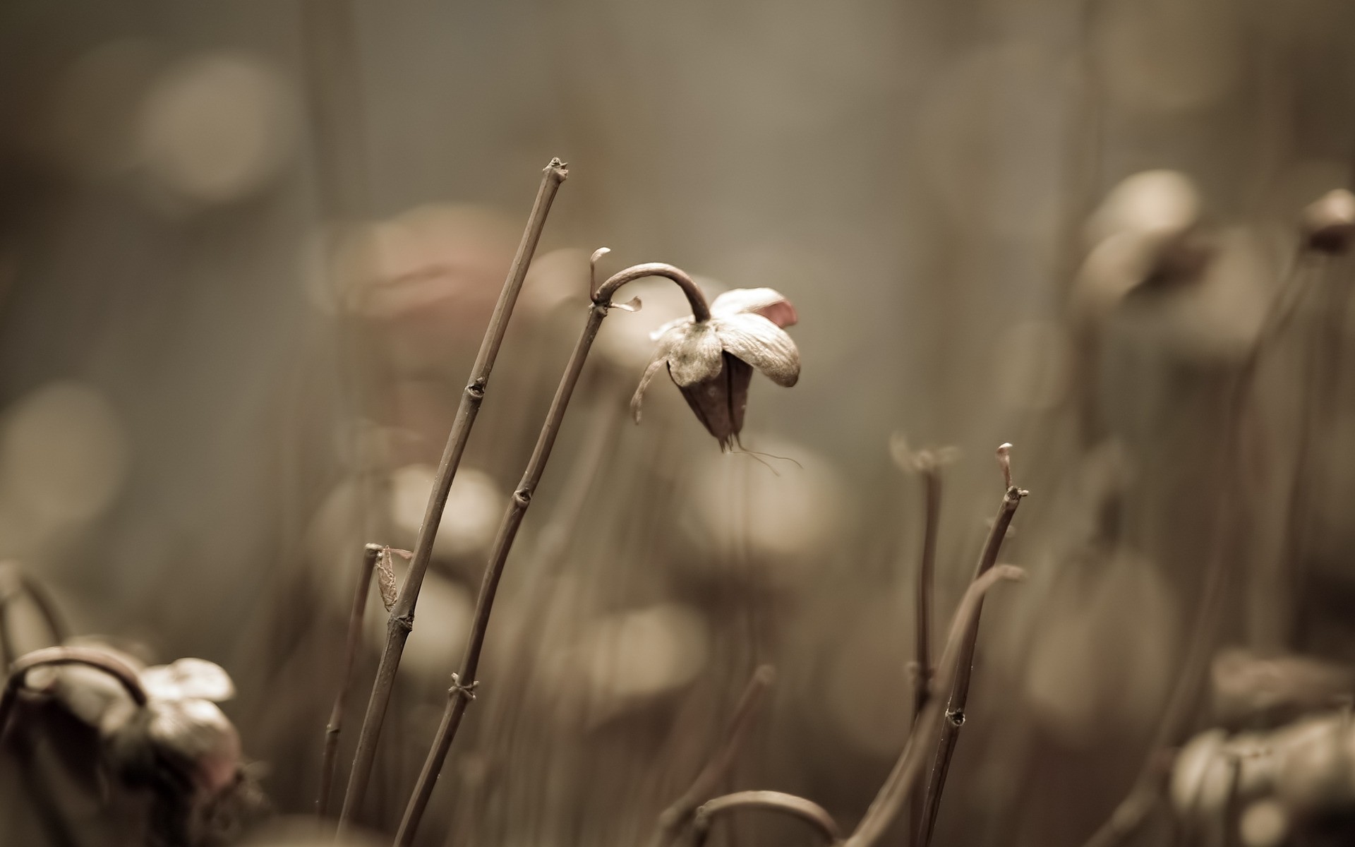 rośliny dof rozmycie natura monochromatyczny światło sepia słońce kwiat