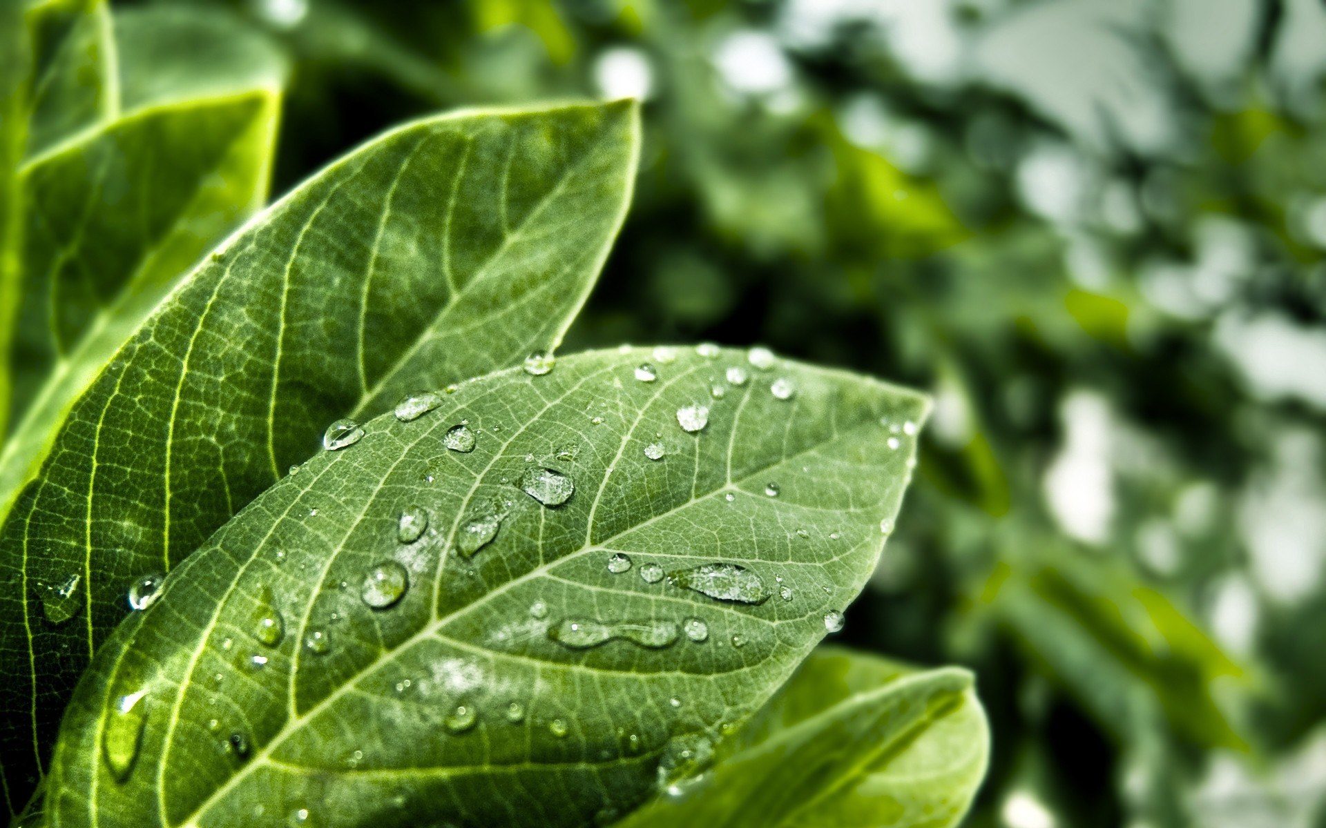 plantas hoja crecimiento naturaleza flora lluvia rocío verano limpieza ecología medio ambiente caída exuberante frescura mojado al aire libre jardín brillante hojas agua