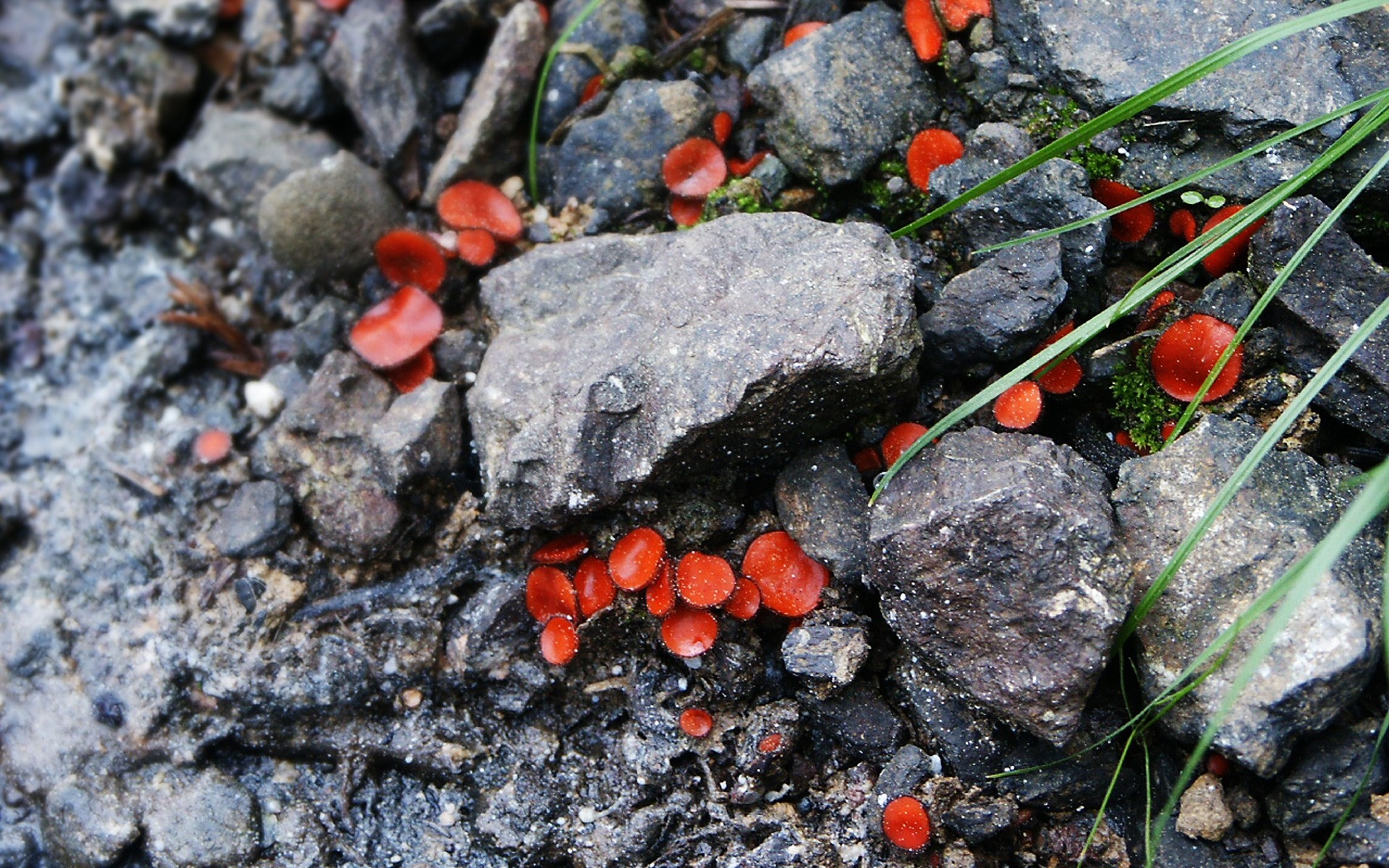 plants nature close-up flora leaf ground outdoors food desktop moss fungus little rock color stone scenery rocks