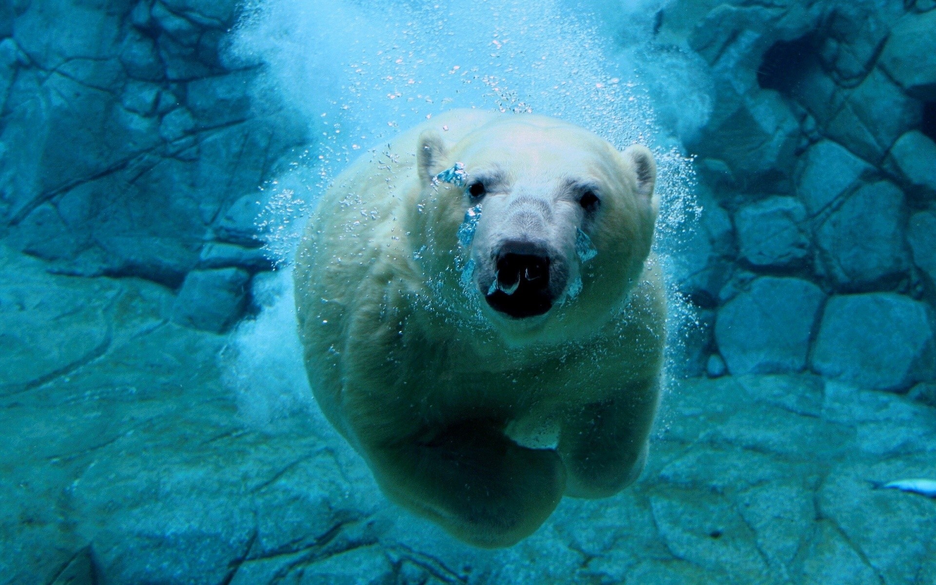 zwierzęta podwodny woda pływanie ocean morze przyroda ryby natura morski niedźwiedź polarny niedźwiedź