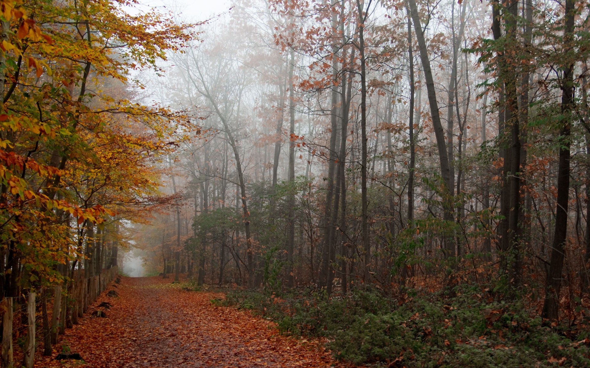 autumn fall wood leaf tree landscape nature season park fog outdoors fair weather mist countryside environment road scenic guidance dawn branch path rain