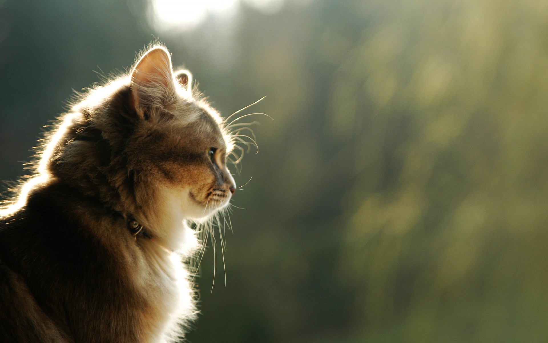 chat chat mammifère animal mignon portrait fourrure nature faune oeil animal de compagnie animaux