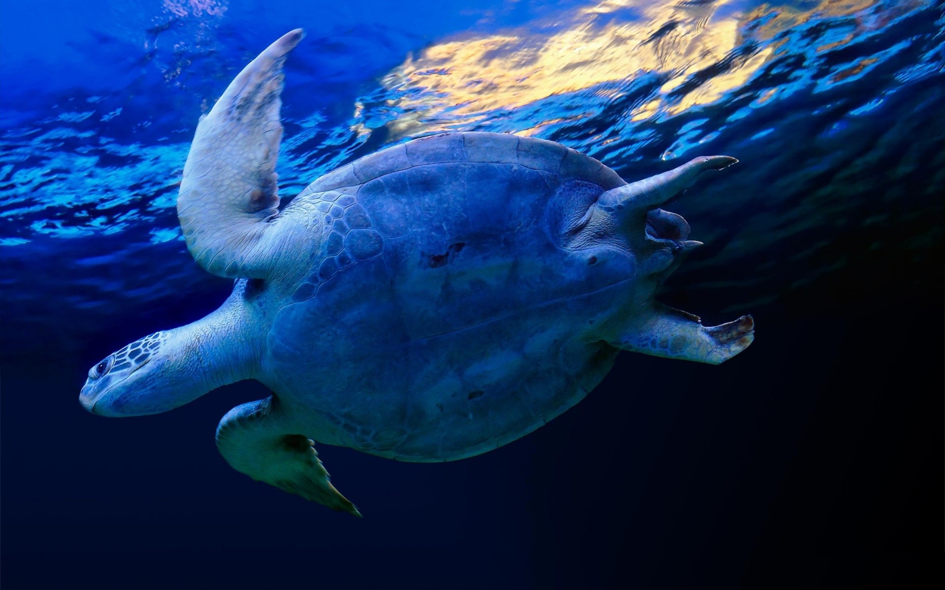 animals underwater turtle fish swimming water ocean wildlife sea diving nature