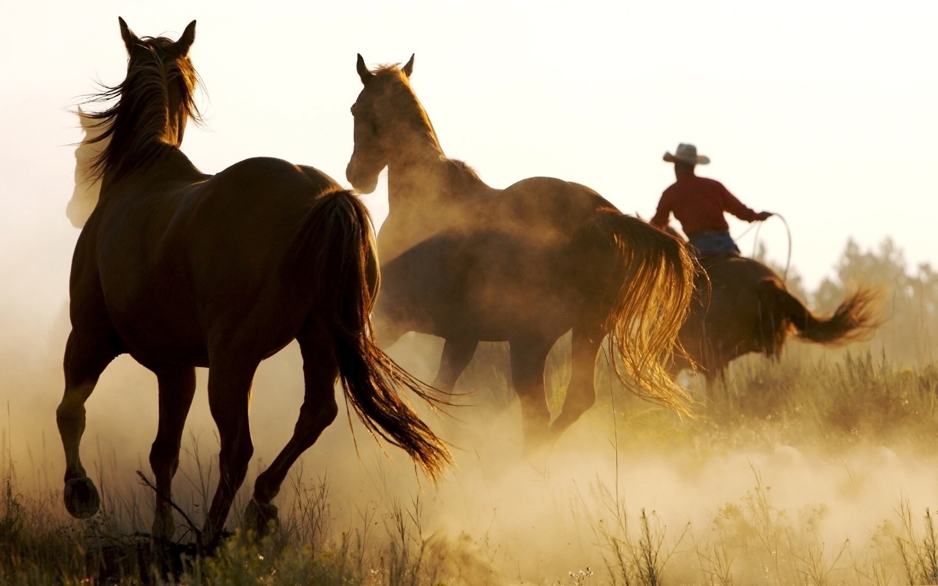 animais cavalaria mamífero cavalo mare animal garanhão equestre criação de cavalos fazenda manet sentado mustang campo gado feno grama pôr do sol pônei corrida dois cavalos