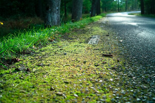 Strada asfaltata forestale, dopo la pioggia