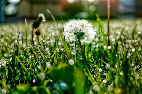 Morning dew on dandelions