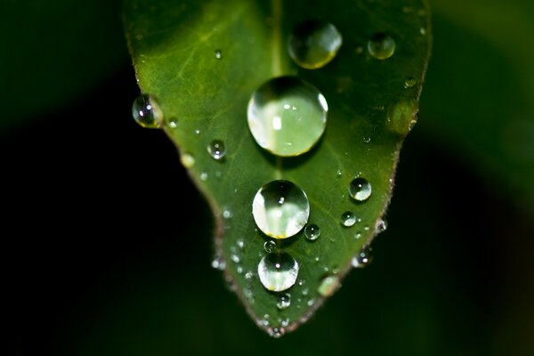 Dew drops on a green leaf