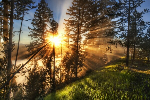 Baumlandschaft auf sonnigem Hintergrund