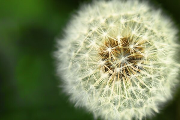 Fluffy dandelion. Airy and weightless