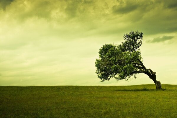 A tree in a spacious meadow at dawn