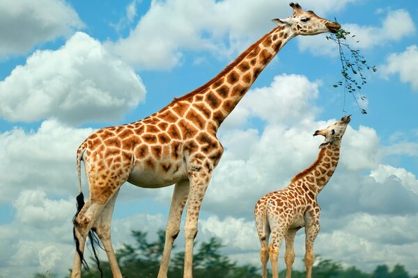 Two giraffes in the wild