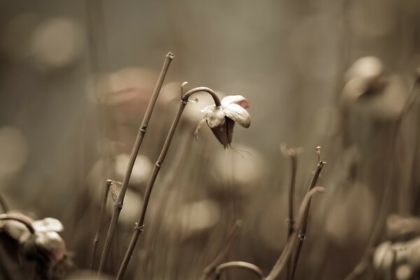 Foto borrosa Monocromática de plantas