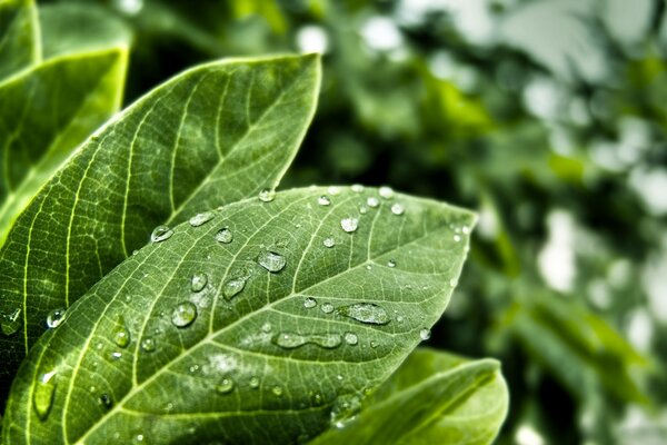 Gotas de agua en las hojas