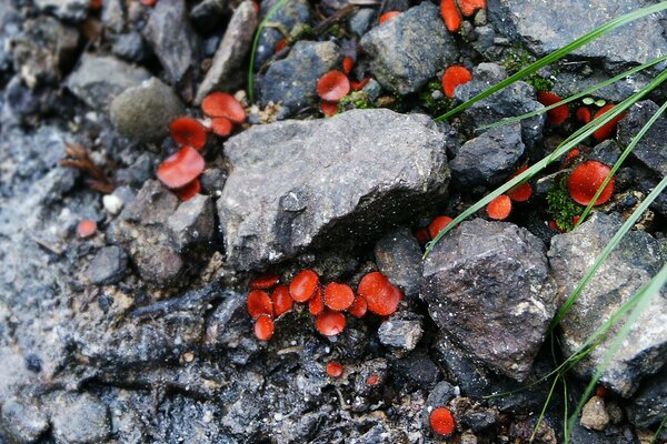 Belle photo de plantes dans les pierres