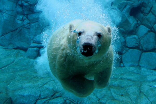 Polar bear swims underwater