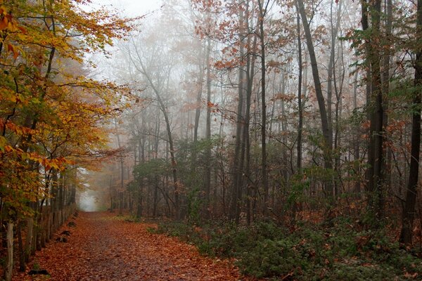 The mysterious forest leads to the wilderness