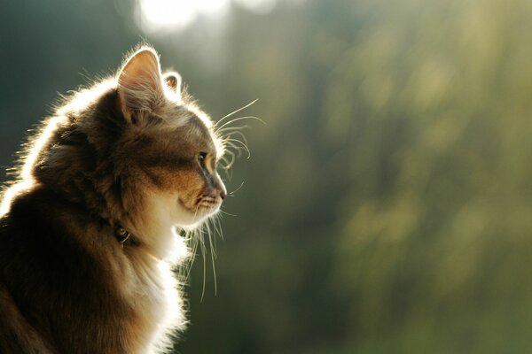 Schöne Katze in der Natur in der Sonne