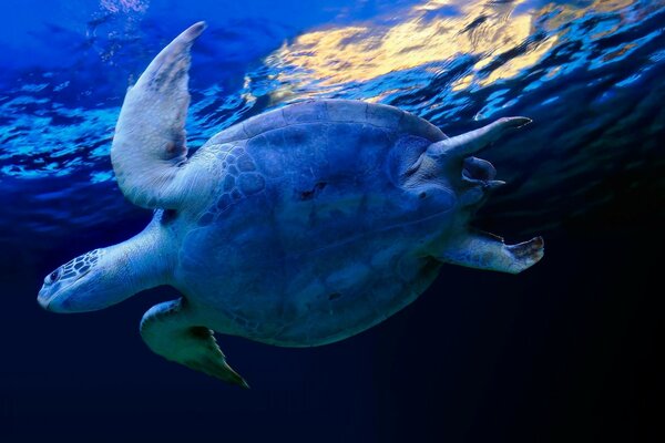 Animals. Blue underwater world. Underwater Turtle