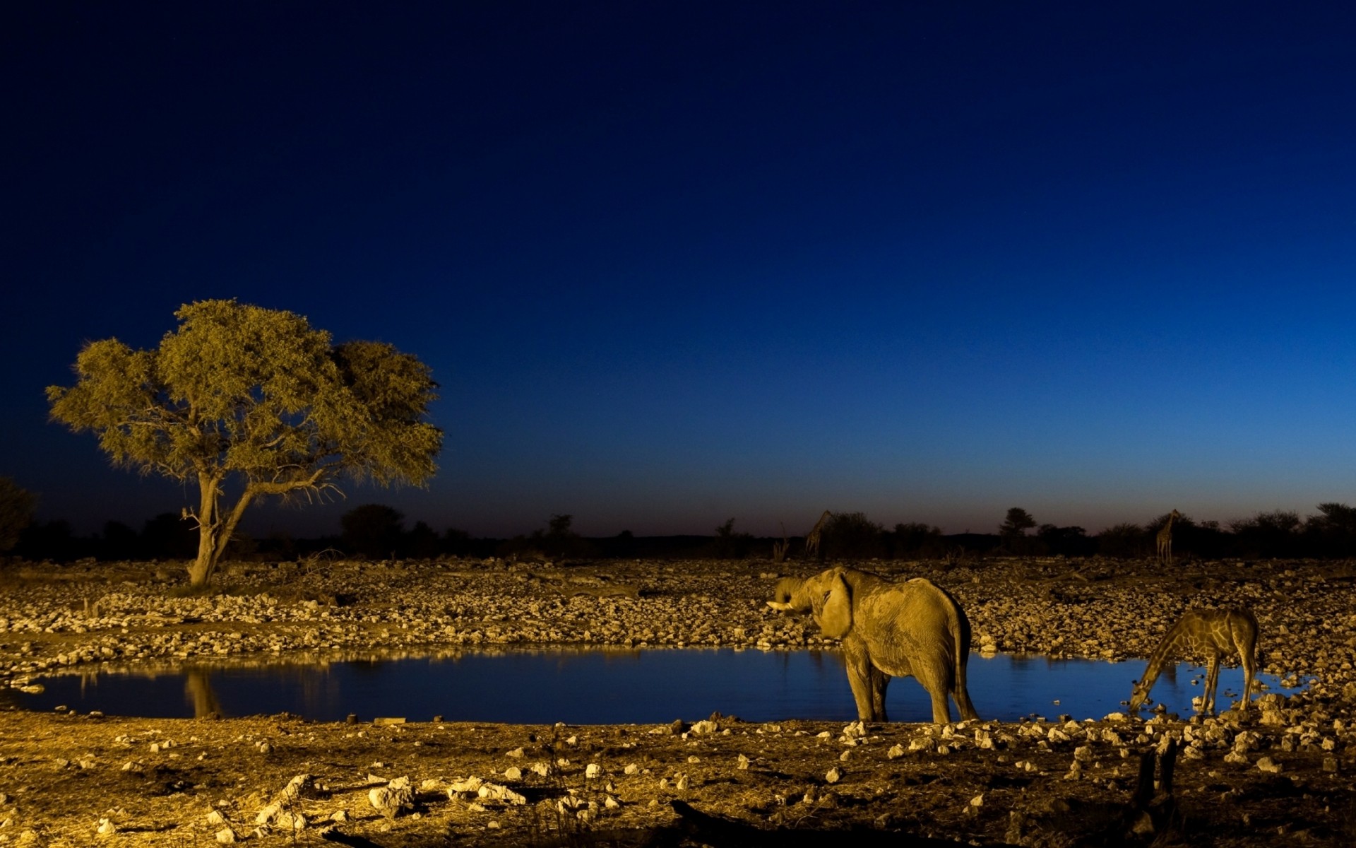 animaux coucher de soleil désert aube soir paysage à l extérieur ciel voyage aride nature éléphant girafe jungle