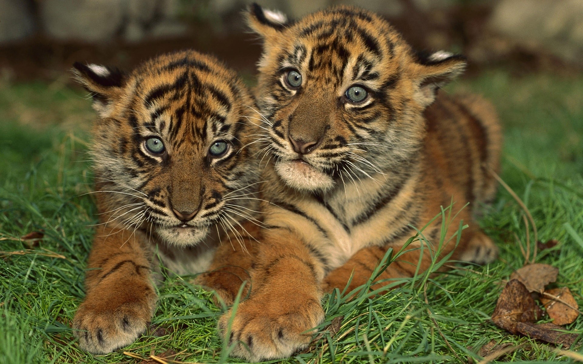 animais gato vida selvagem tigre predador fofa mamífero comedor de carne caçador animal pele selva jardim zoológico olhando safari selvagem tigris tira agressão grande caça filhote de tigre