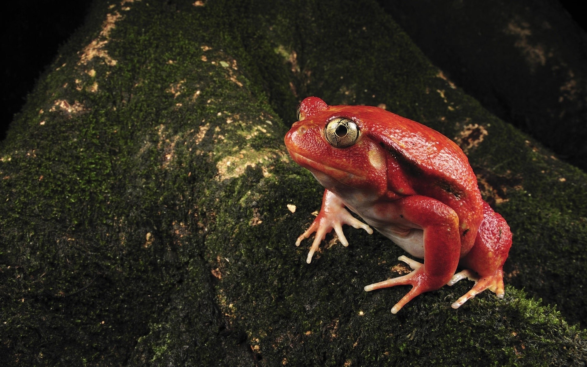 animaux grenouille amphibiens un faune eau