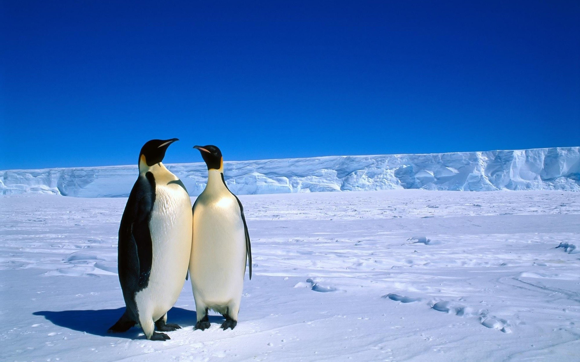 pinguino neve inverno gelido freddo ghiaccio congelato polare iceberg gelo all aperto natura pinguini antartico viaggi frenato animali