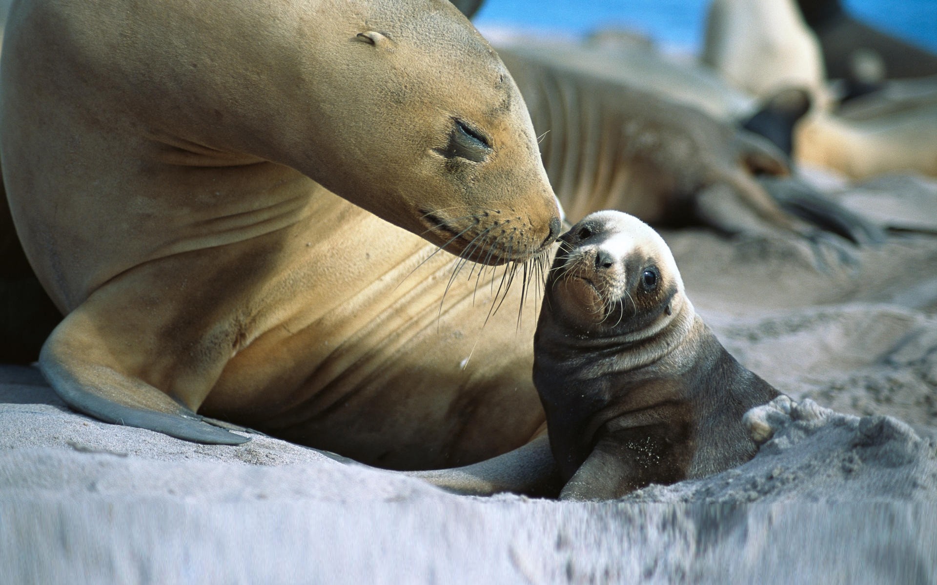 animais impressão mamífero vida selvagem oceano mar fuzileiro naval animal água natureza jardim zoológico selvagem retrato água praia mar luz do dia natação leão gelado leão marinho