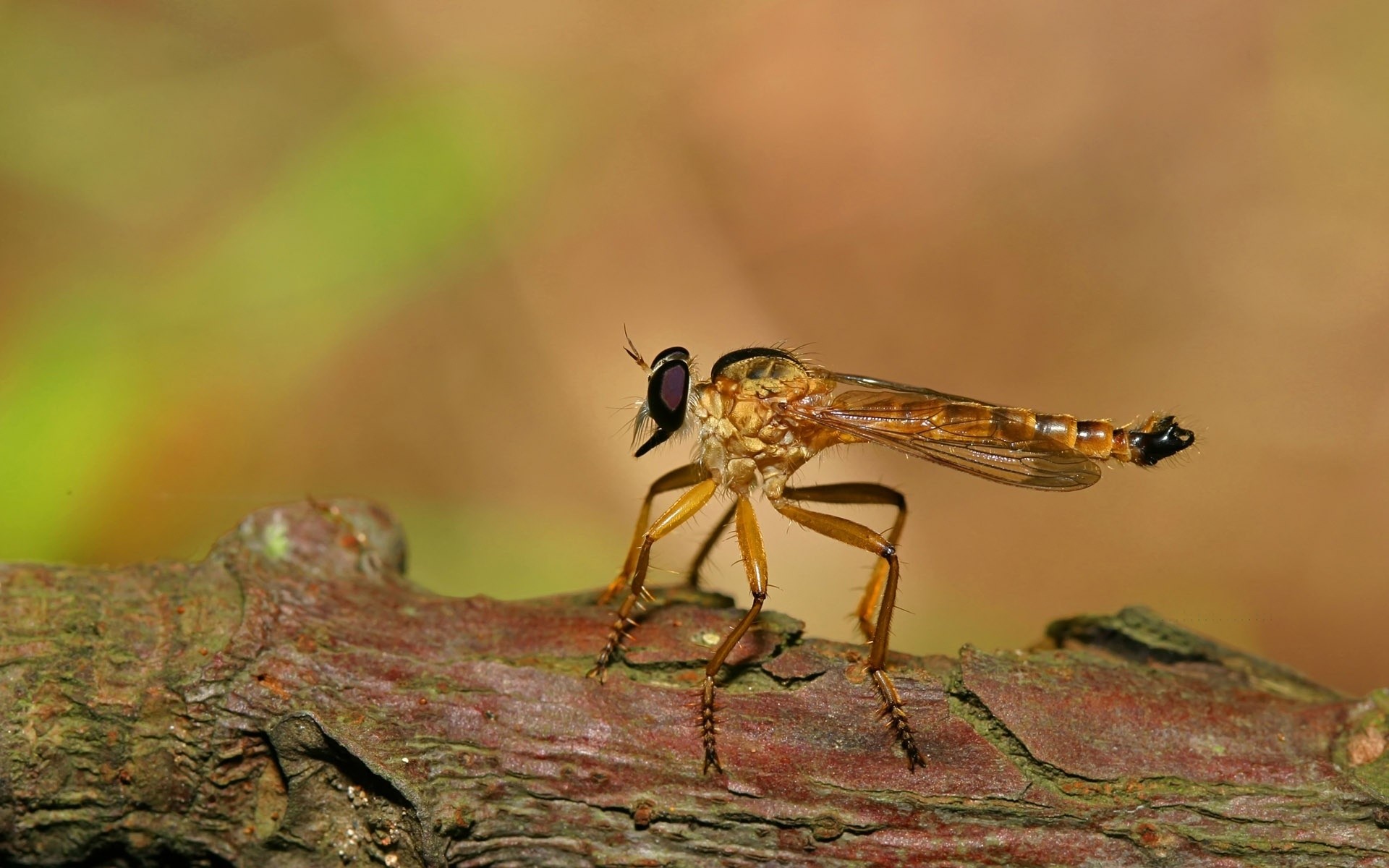 insectos insecto vida silvestre invertebrados libélula naturaleza volar animal al aire libre antena luz del día avispa poco salvaje ojo entomología ala