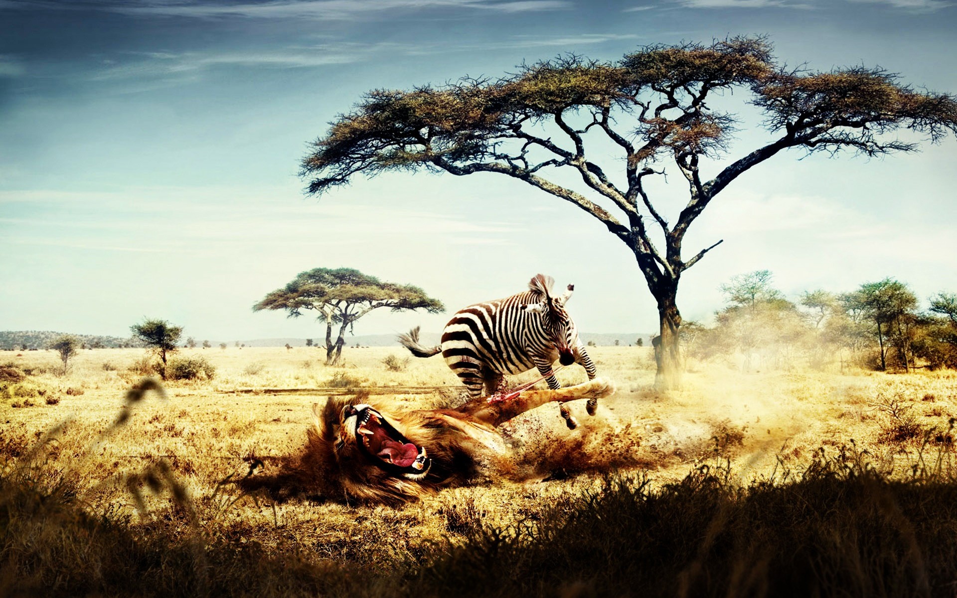 tiere sonnenuntergang himmel im freien natur safari landschaft baum morgendämmerung kampf löwe zebra