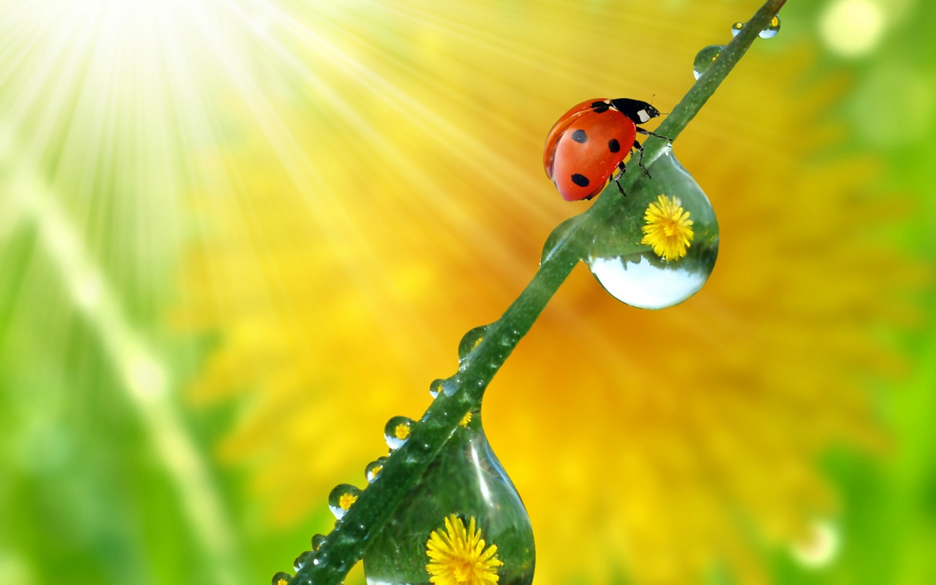 insects nature flora leaf summer ladybug growth garden flower insect dew rain bright grass fair weather purity color