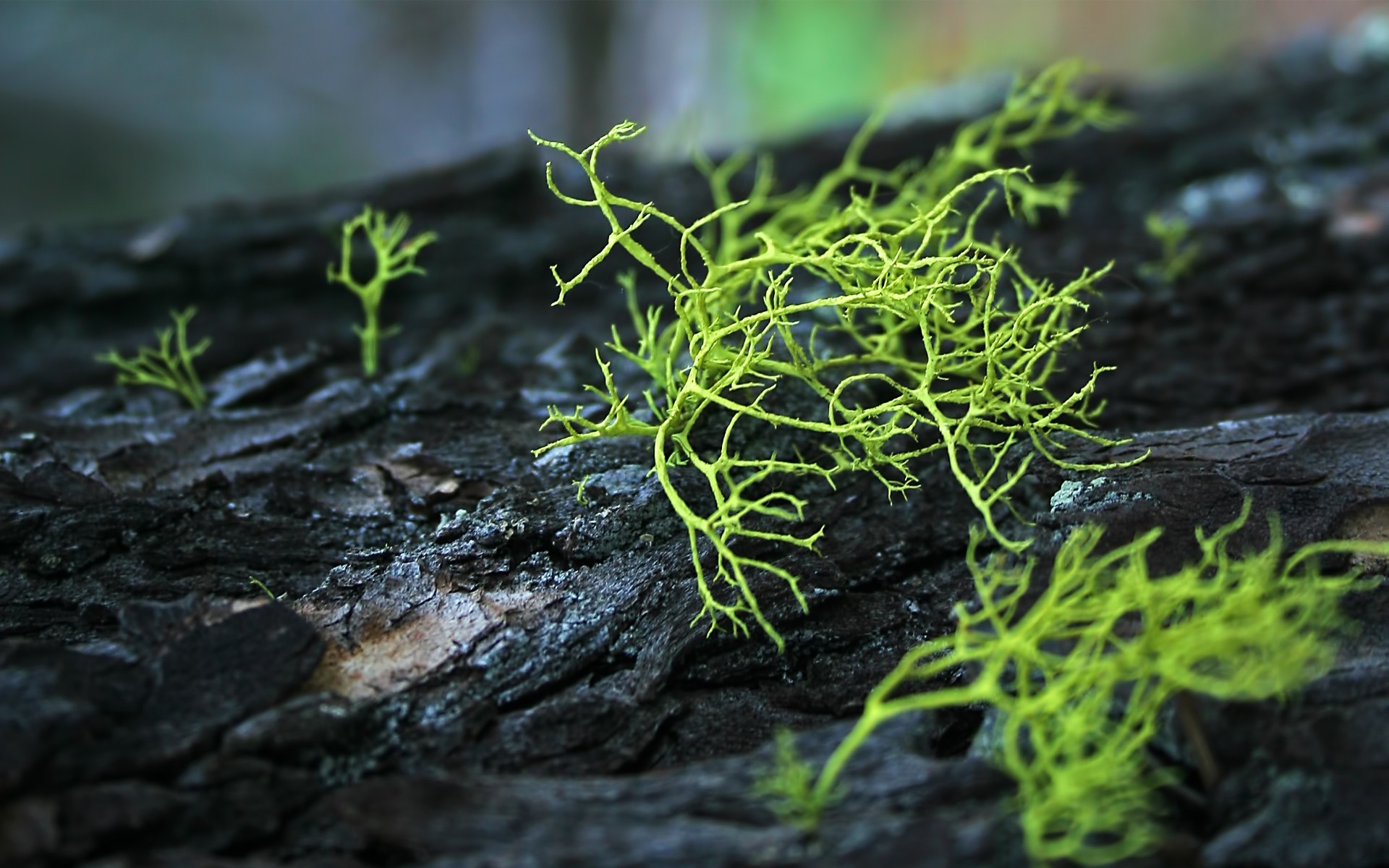 rośliny natura liść flora na zewnątrz wzrost mech zbliżenie środowiska lato mało drewna pulpit jedzenie ogród mokry świeżość krajobrazy zielone drzewo