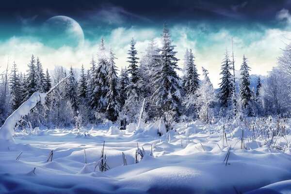 Snow forest from another planet