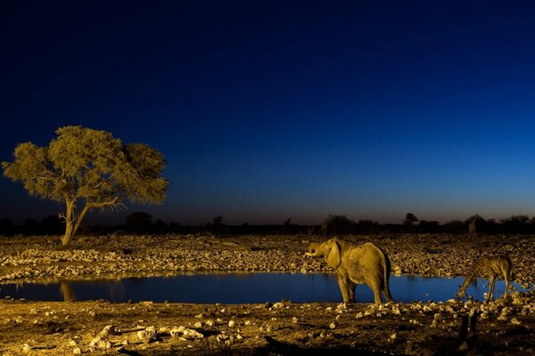 Beautiful dark blue sky. Landscape. Animals in the desert