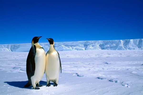 Pingouins en hiver dans la saison froide