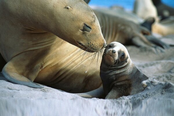 Foca e i suoi figli nel ghiaccio infinito