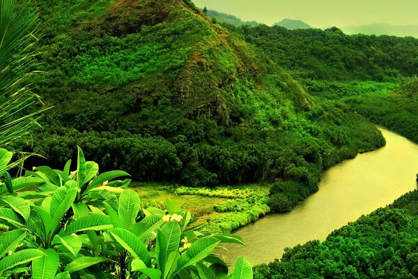 Rio no fundo da selva rochosa